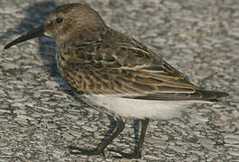 Dunlin