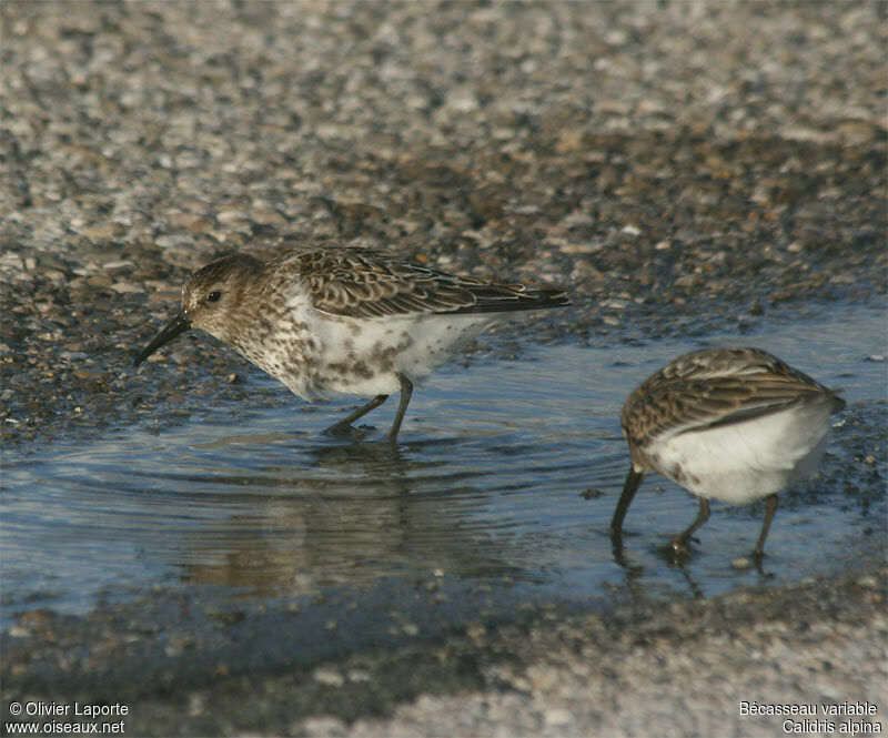 Bécasseau variable