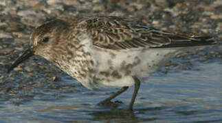 Dunlin