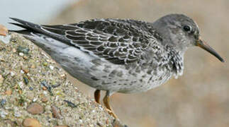 Purple Sandpiper