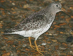 Purple Sandpiper