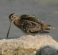 Common Snipe