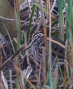 Jack Snipe