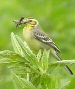 Citrine Wagtail