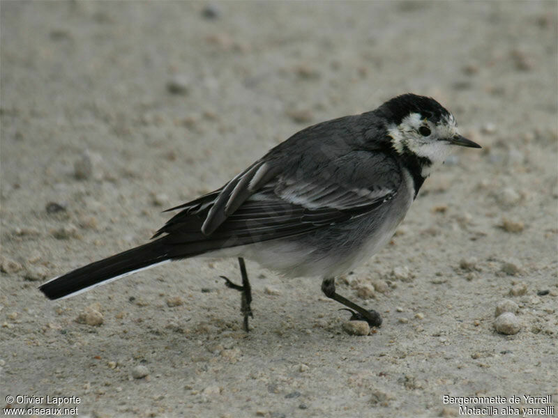 White Wagtail (yarrellii)adult post breeding, identification