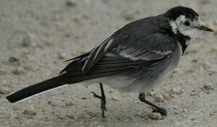 White Wagtail (yarrellii)