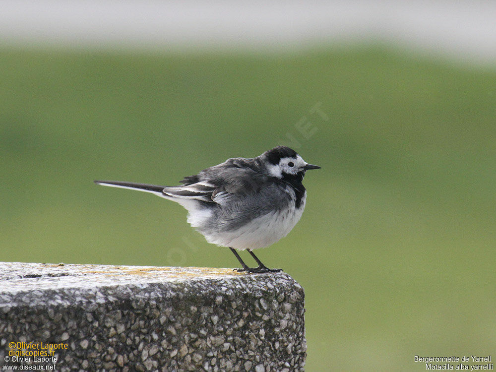 Bergeronnette de Yarrell, identification