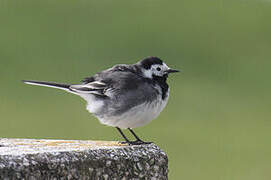 White Wagtail (yarrellii)