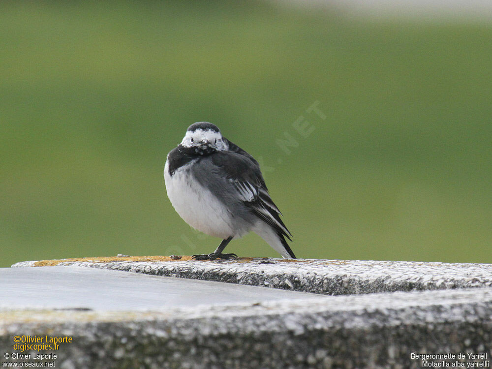 White Wagtail (yarrellii)