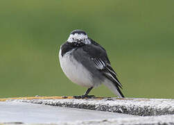 White Wagtail (yarrellii)