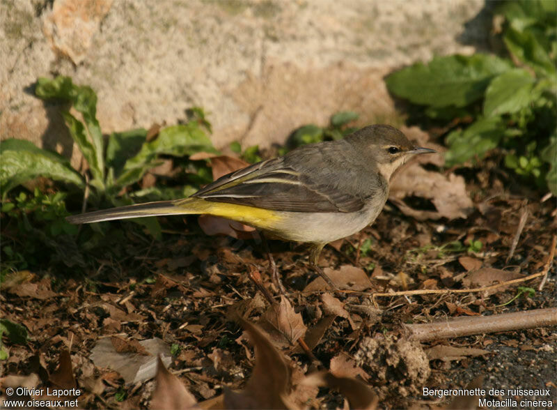 Grey Wagtail, identification