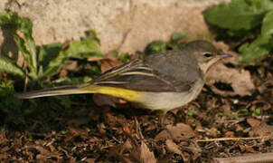 Grey Wagtail