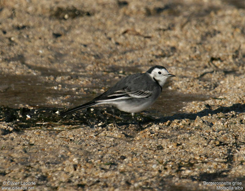 White Wagtail