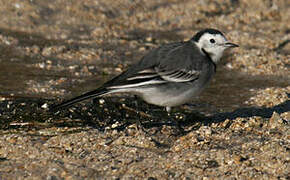 White Wagtail