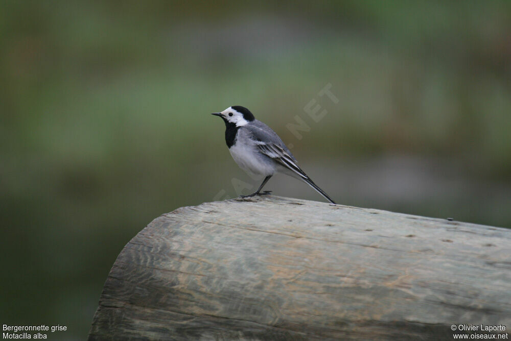 White Wagtail male adult, identification