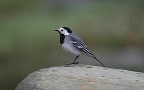 White Wagtail