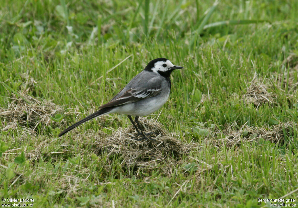 White Wagtail, identification