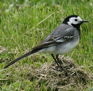 White Wagtail