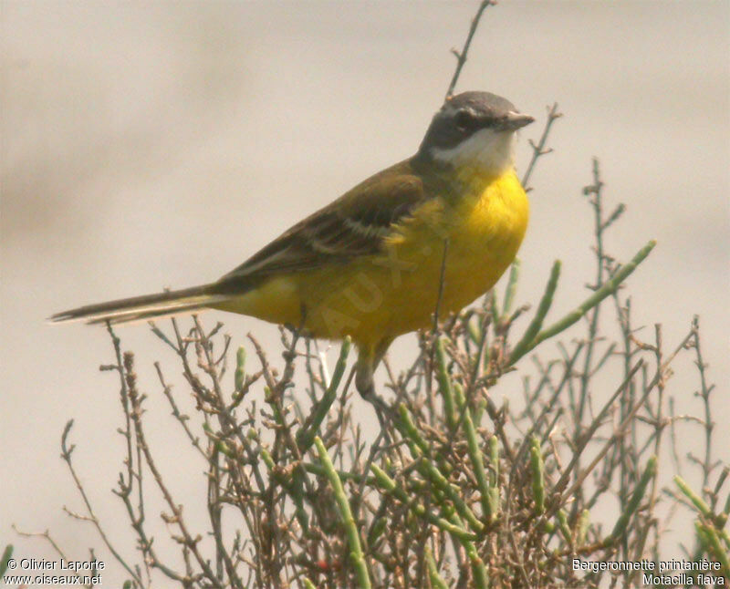 Western Yellow Wagtailadult breeding