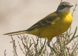 Western Yellow Wagtail