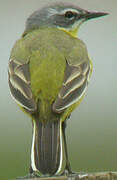 Western Yellow Wagtail