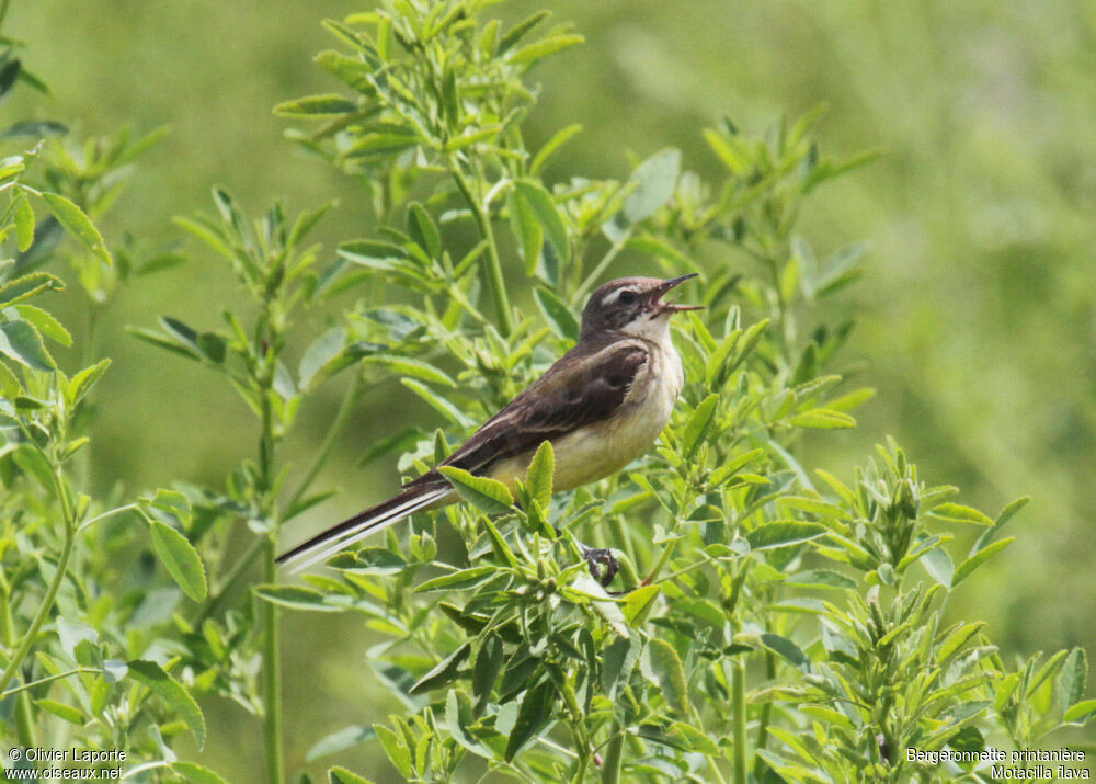 Bergeronnette printanière, chant