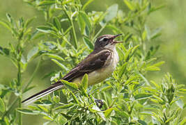 Western Yellow Wagtail