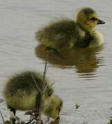 Canada Goose