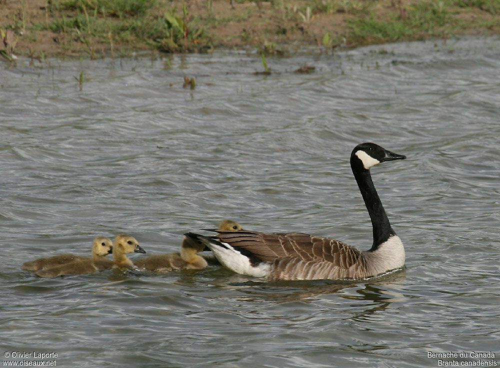 Canada Goose