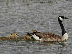 Canada Goose