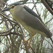 Black-crowned Night Heron