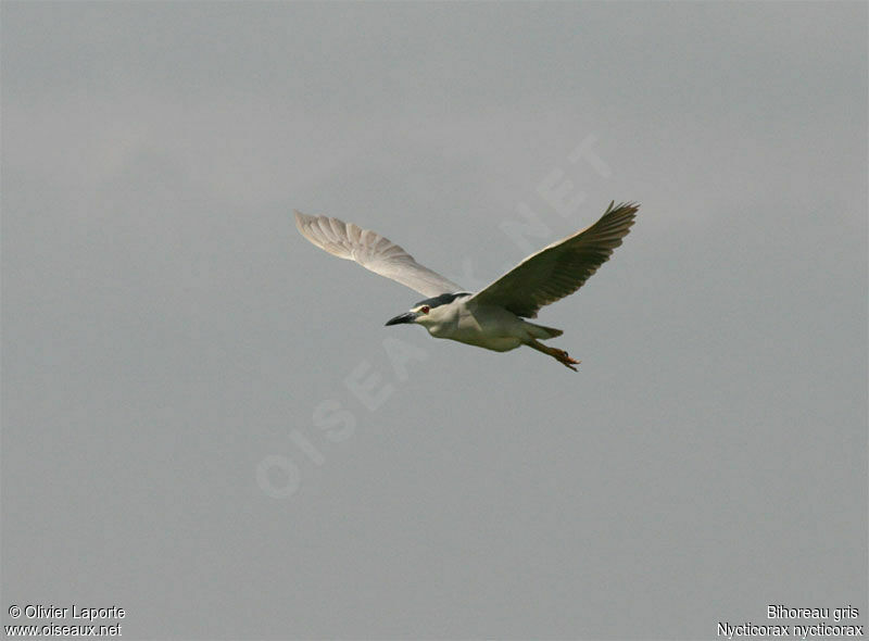 Black-crowned Night Heron