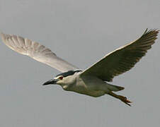 Black-crowned Night Heron