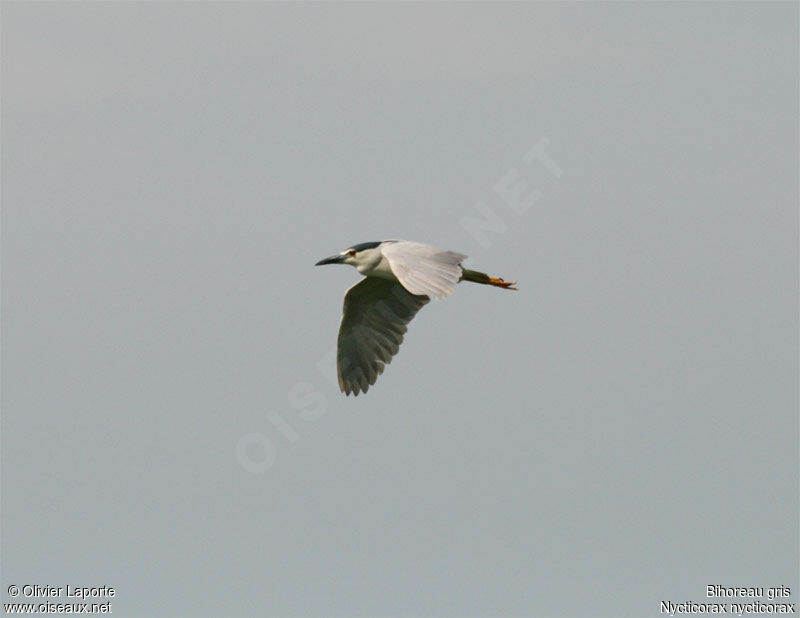 Black-crowned Night Heron