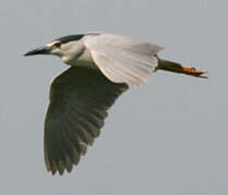 Black-crowned Night Heron