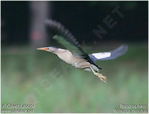 Little Bittern male adult breeding