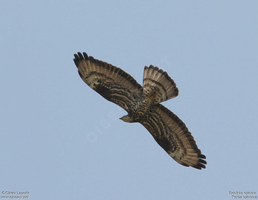 European Honey Buzzard