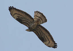 European Honey Buzzard