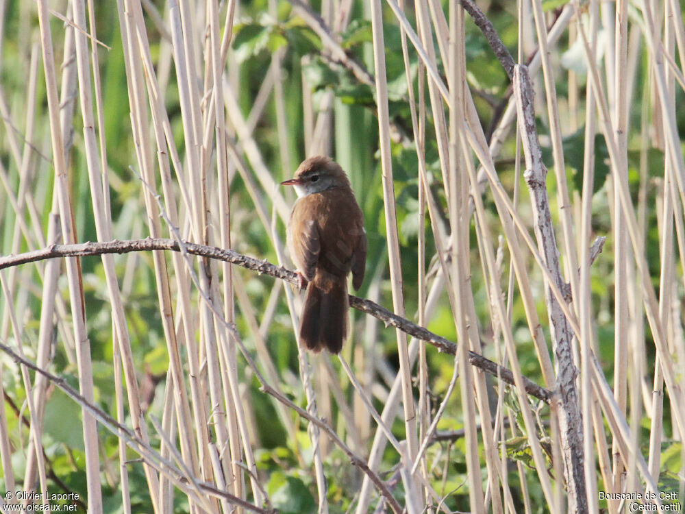 Cetti's Warbler