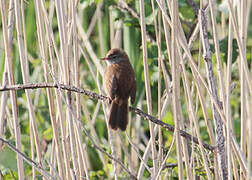 Cetti's Warbler