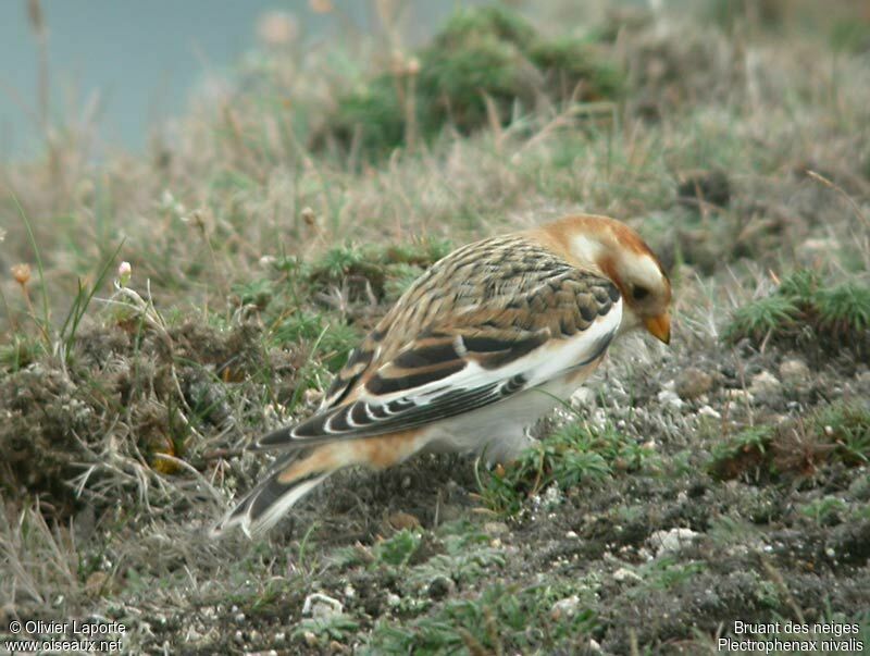 Snow Bunting male adult post breeding