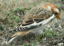 Snow Bunting