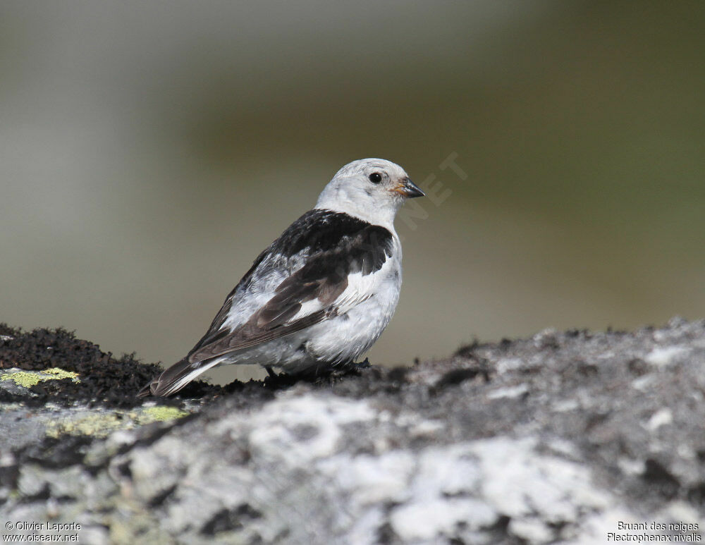 Snow Bunting female adult breeding