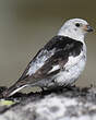 Bruant des neiges