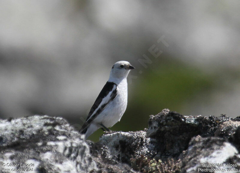 Snow Bunting male adult breeding