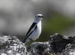 Snow Bunting