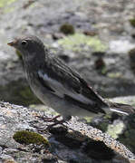 Snow Bunting