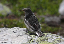 Snow Bunting