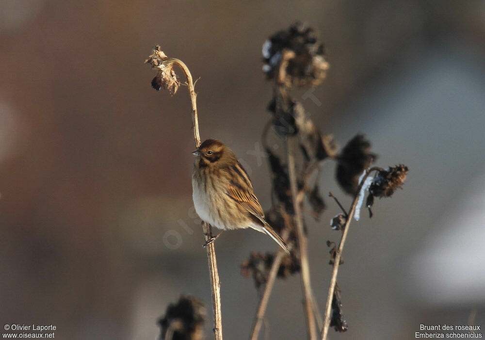 Bruant des roseaux, identification