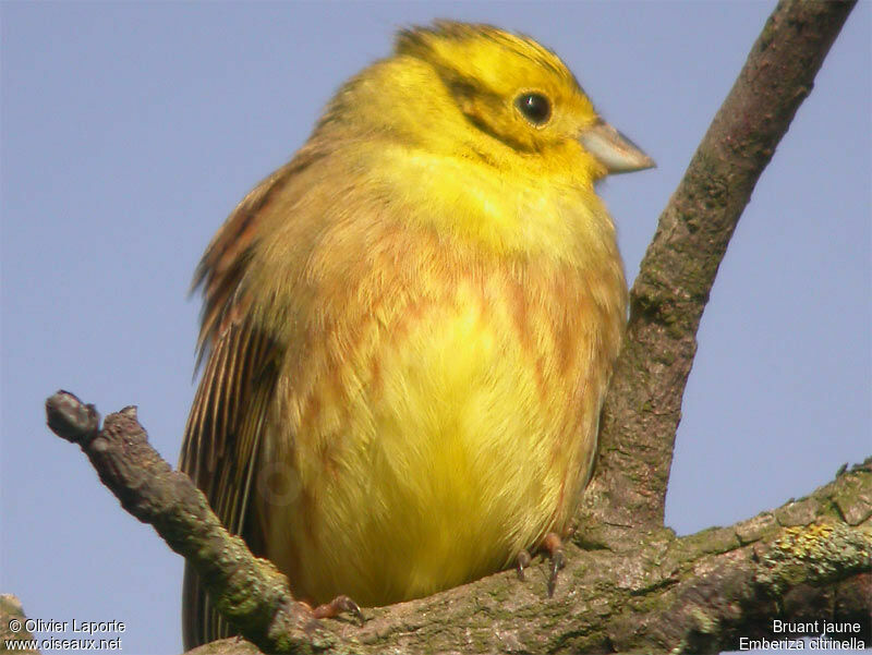 Yellowhammer male adult